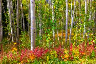 Aspen forest-1759